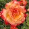 Rosa Meteor ('Korzeigar') (PBR) -Garden Plant Store pl2000048254