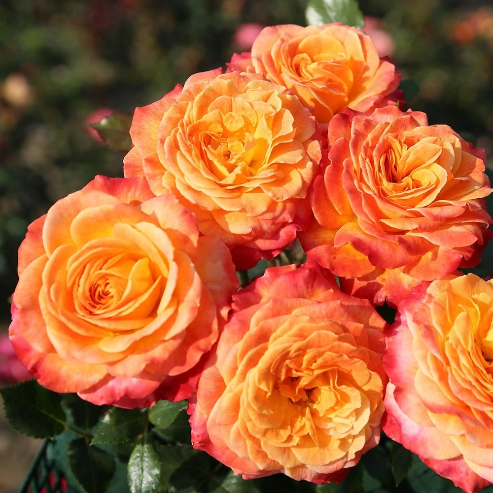 Rosa Meteor ('Korzeigar') (PBR) 4 Rosa Meteor ('Korzeigar') (PBR) - Image 2