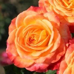 Rosa Meteor ('Korzeigar') (PBR) 7 Rosa Meteor ('Korzeigar') (PBR) -Garden Plant Store pl2000048254 card3 lg