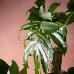 Monstera Deliciosa -Garden Plant Store pl2000048359 card3 lg