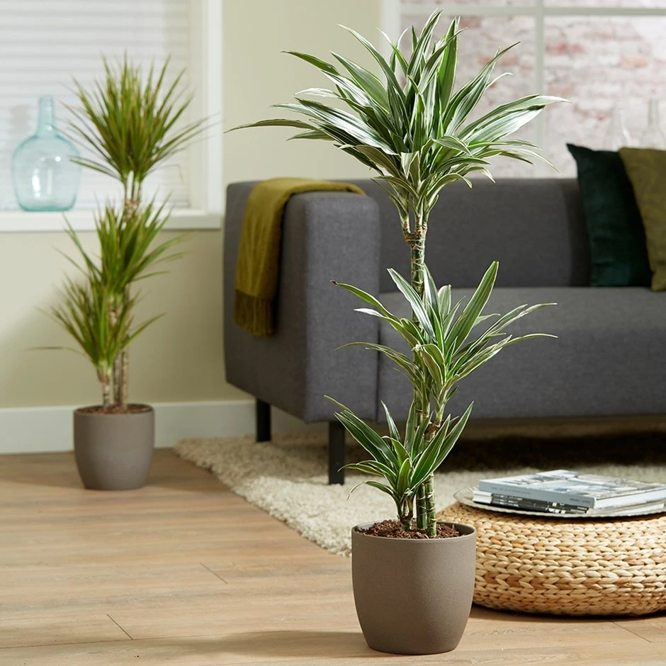 Dracaena Fragrans (Deremensis Group) 'Warneckei' 2 Dracaena Fragrans (Deremensis Group) 'Warneckei'