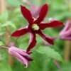 Clematis Glorious Red ('Zo23015') (PBR) 1 Clematis Glorious Red ('Zo23015') (PBR) -Garden Plant Store pl2000048814