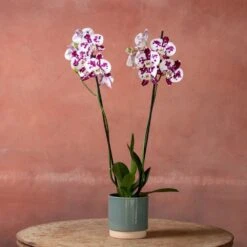 Phalaenopsis 'Marakesh' -Garden Plant Store pl2000048820 card3 lg