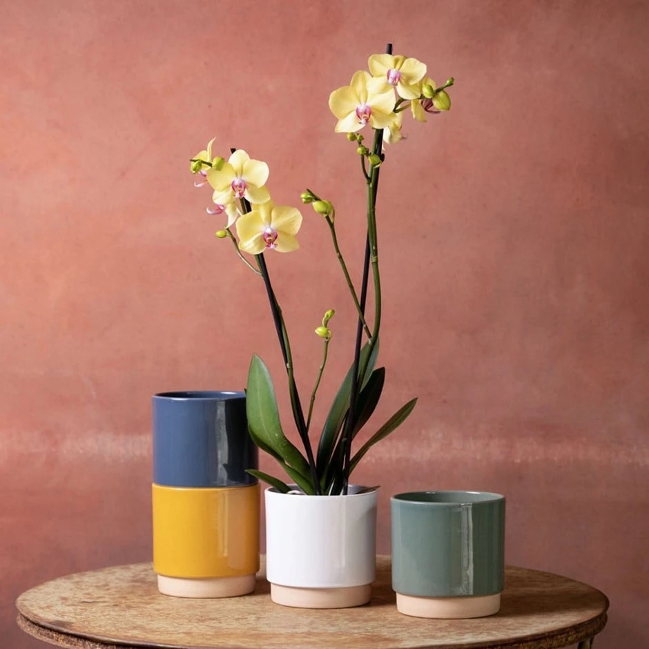 Phalaenopsis 'Golden Cheetah' 3 Phalaenopsis 'Golden Cheetah'