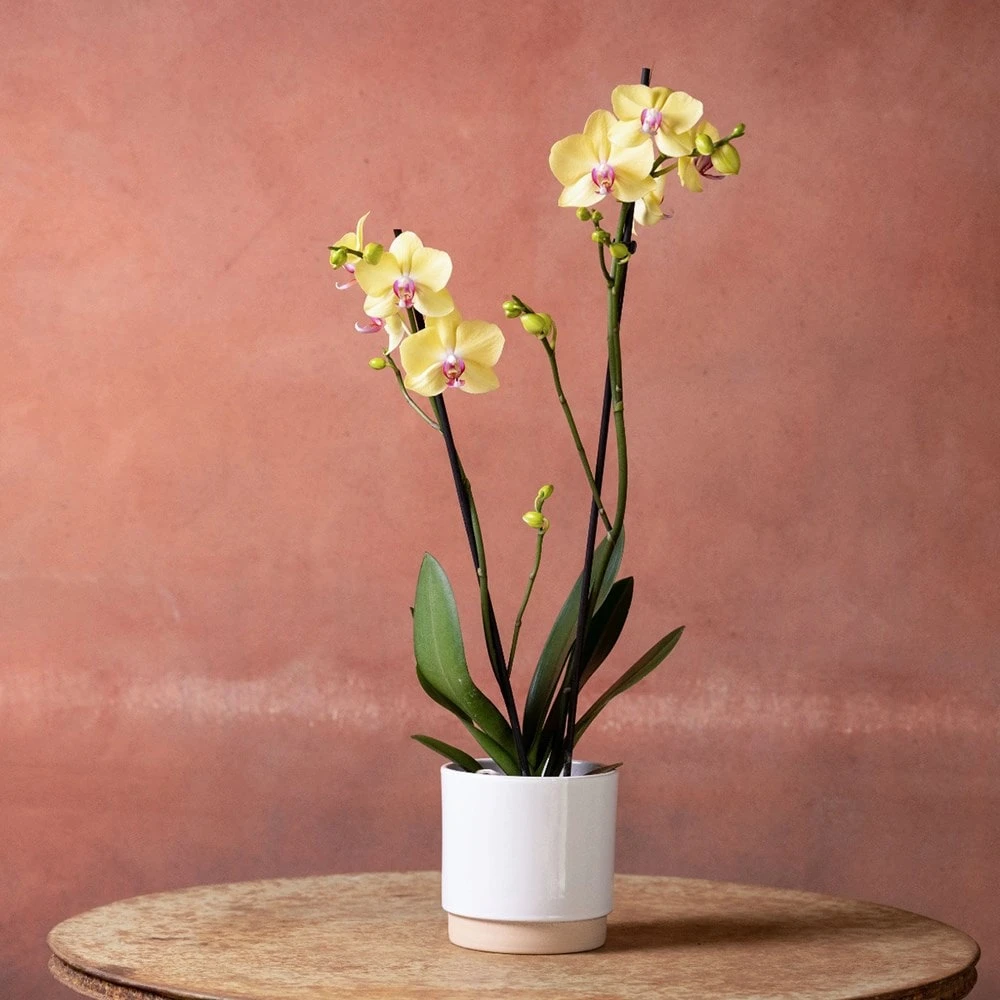 Phalaenopsis 'Golden Cheetah' 4 Phalaenopsis 'Golden Cheetah' - Image 2