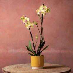 Phalaenopsis 'Golden Cheetah' 12 Phalaenopsis 'Golden Cheetah' -Garden Plant Store pl2000048821 card5 lg
