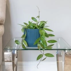 Hoya Gracilis -Garden Plant Store pl2000048883 card3 lg