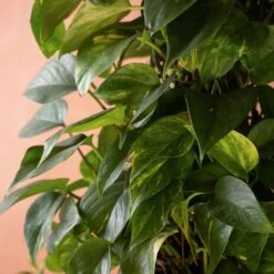 Epipremnum Aureum -Garden Plant Store pl2000048918 card3 lg