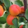 Apricot 'Kioto' (PBR) -Garden Plant Store pl2000048926