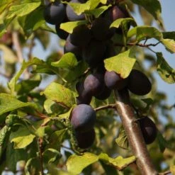 Damson 'Damson Sweet Prune'