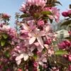 Malus Red Obelisk ('Dvp Obel') -Garden Plant Store pl2000048932