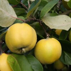 Quince 'Serbian Gold'