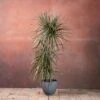 Dracaena Marginata 'Tricolor' -Garden Plant Store pl2000048989