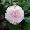 Camellia × Williamsii 'Lavinia Maggi' -Garden Plant Store pl2000049103