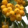 Malus × Zumi 'Golden Hornet' 1 Malus × Zumi 'Golden Hornet' -Garden Plant Store tr0000004585