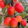 Malus 'John Downie' 1 Malus 'John Downie' -Garden Plant Store tr0000004588