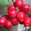 Malus × Robusta 'Red Sentinel' 1 Malus × Robusta 'Red Sentinel' -Garden Plant Store tr0000004594
