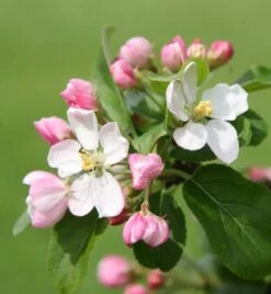 Malus × Robusta 'Red Sentinel' -Garden Plant Store tr0000004594 card3 lg
