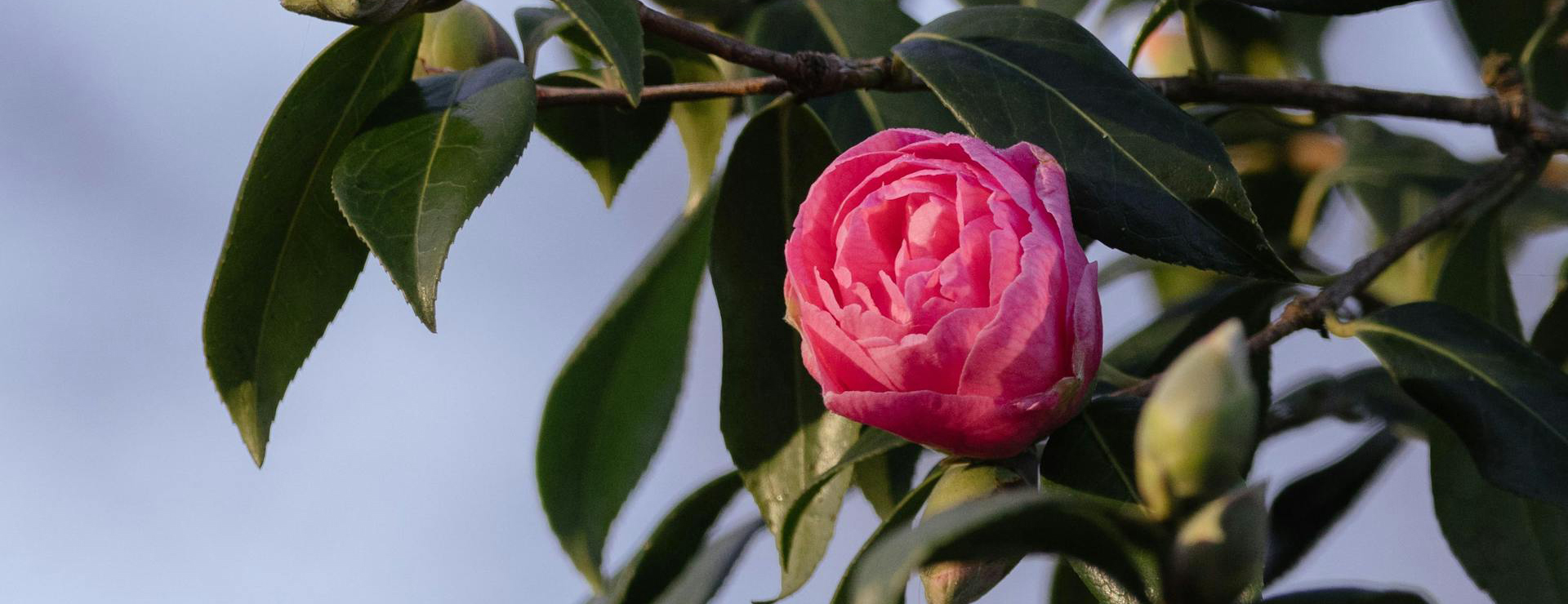 Front Page 4 Front Page -Garden Plant Store pexels ellie burgin 1661546 19872963