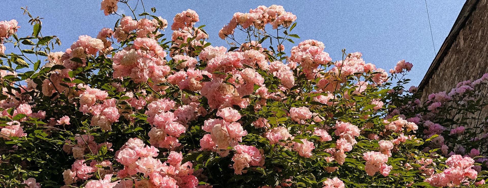 Front Page 2 Front Page -Garden Plant Store pexels julia hym 3608170 16355948